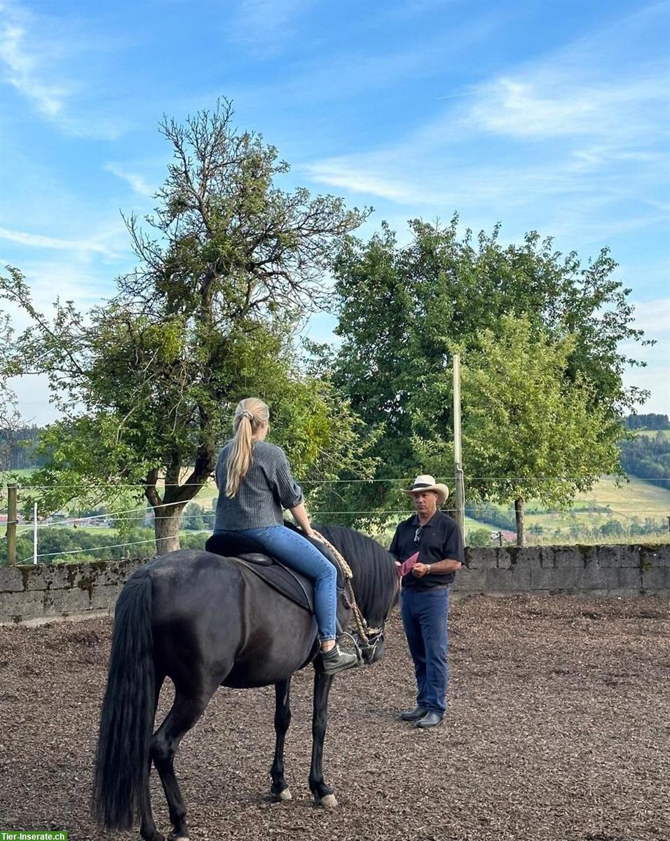 Bild 6: Pflege/Reitbeteiligung/Patenschaft für Paso Fino Stute gesucht