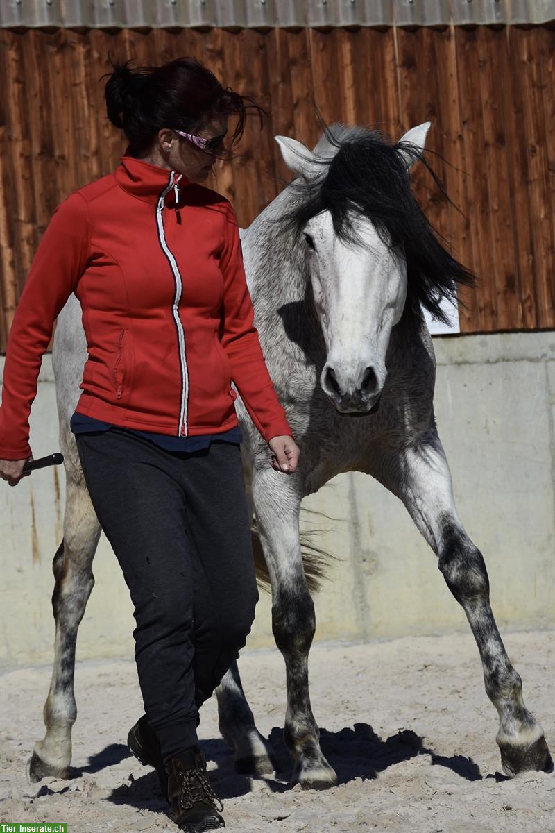 Bild 3: Suche Reitbeteiligung für 2x die Woche, Kanton Bern