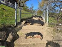 Zutrauliche Wollschwein Eber zu verkaufen