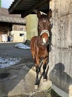 Reitbeteiligung an Schweizer Warmblut-Wallach, 6-jährig gesucht