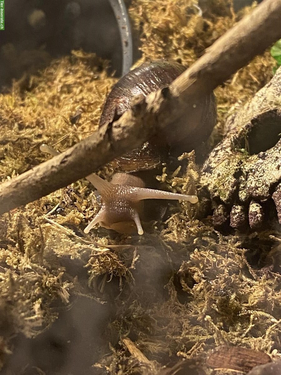 Bild 3: 4 Achatschnecken zu verkaufen