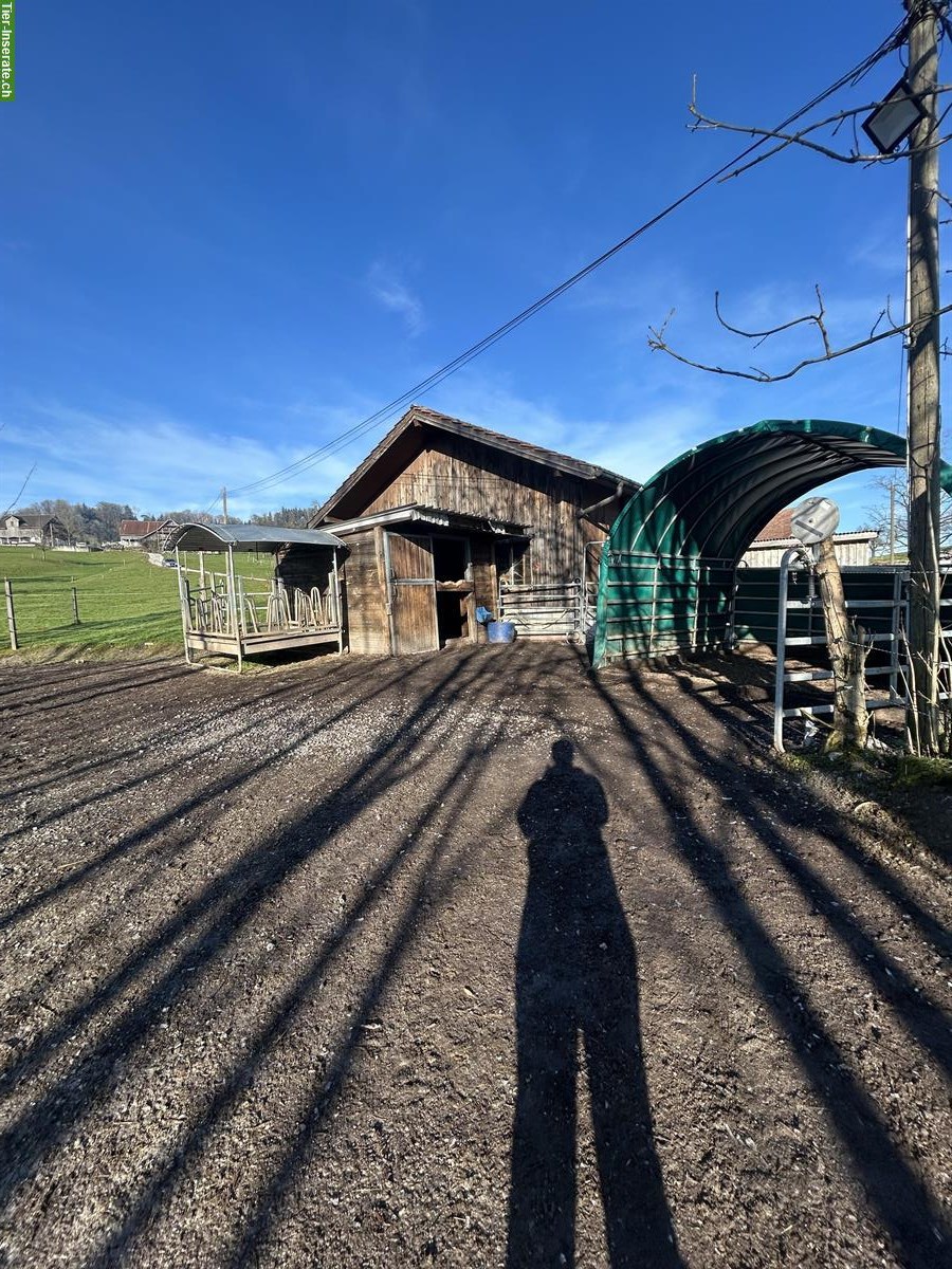 Bild 2: Offenstallplatz auf Biohof zu vermieten in Kastanienbaum LU