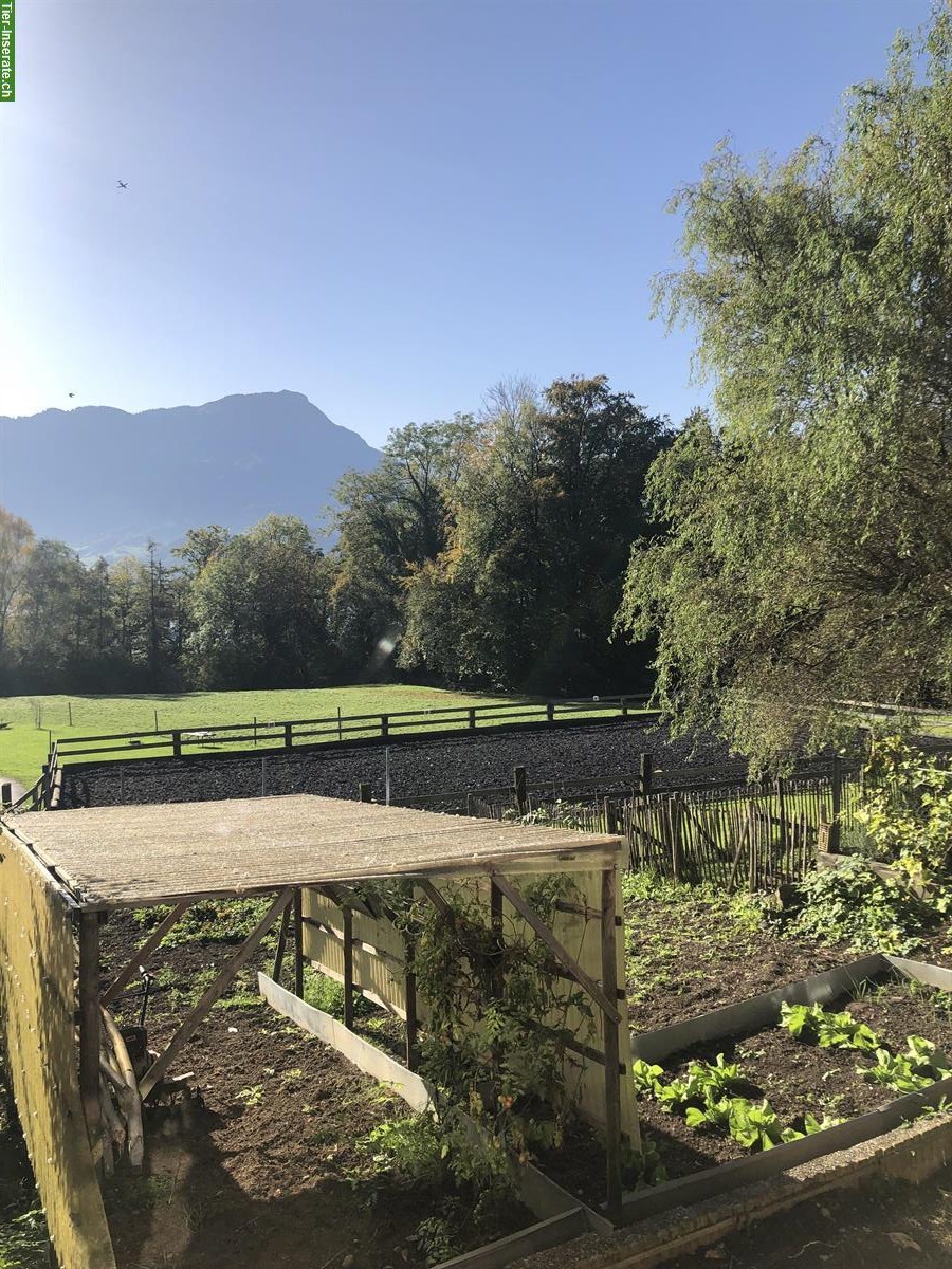 Bild 5: Offenstallplatz auf Biohof zu vermieten in Kastanienbaum LU