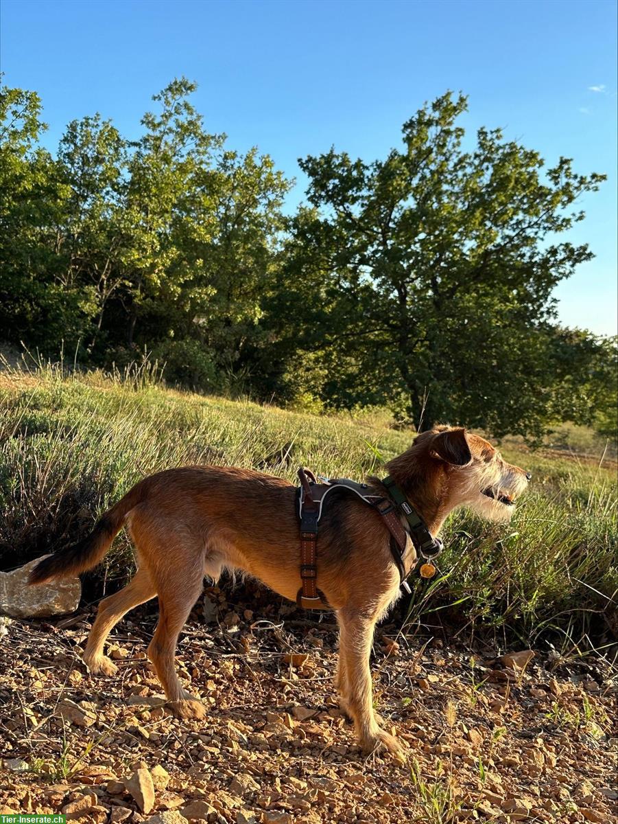 Bild 2: Dackel-/Terrier Mischlingsrüde, kastriert, 9-jährig