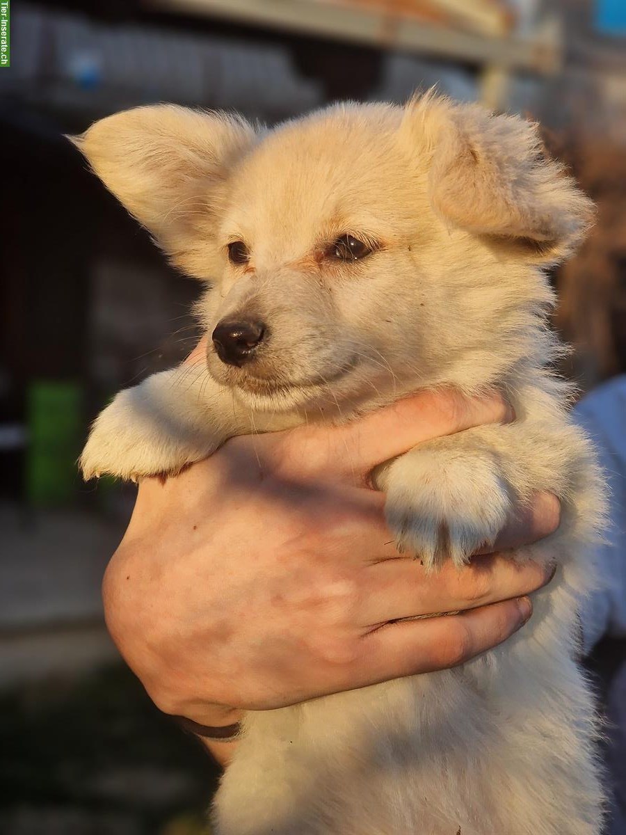 Bild 5: Welpen aus dem Tierschutz