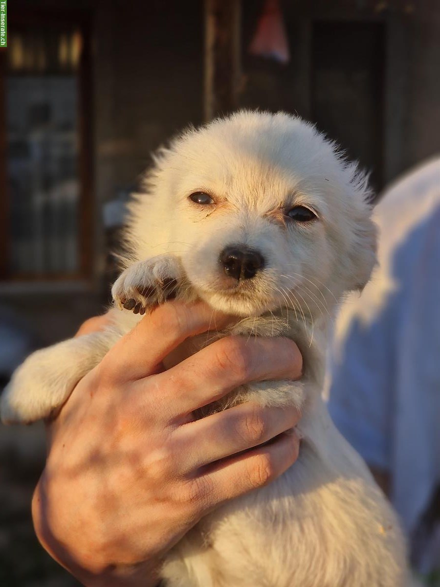 Bild 6: Welpen aus dem Tierschutz