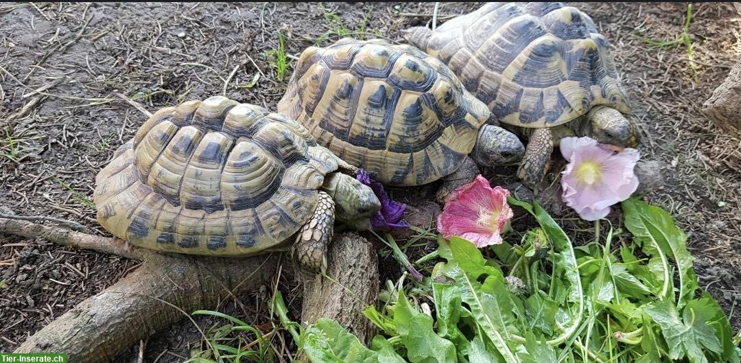 Griechische Landschildkröten, weiblich und männlich