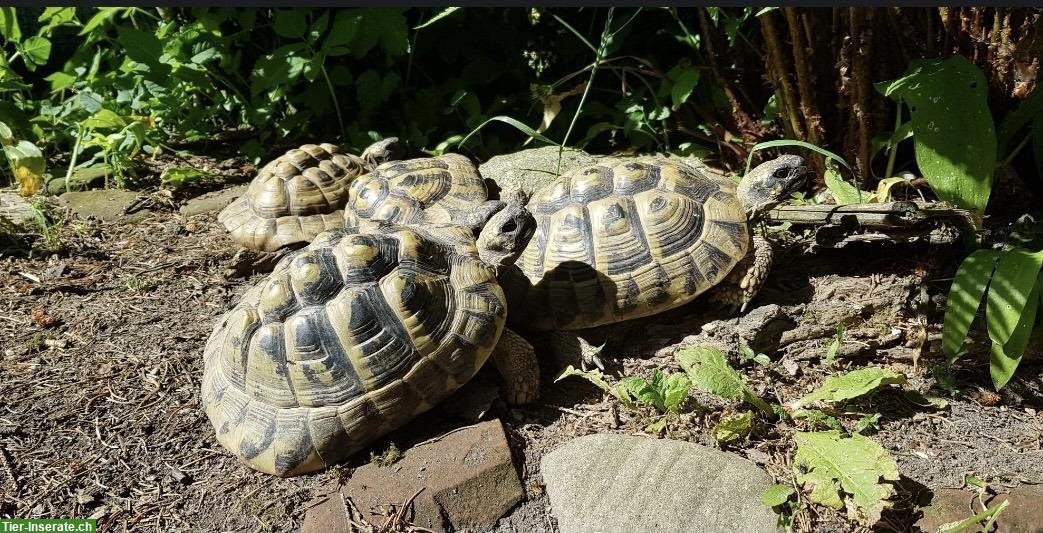 Bild 2: Griechische Landschildkröten, weiblich und männlich