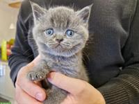 2 British Shorthair Kitten, männlich und weiblich