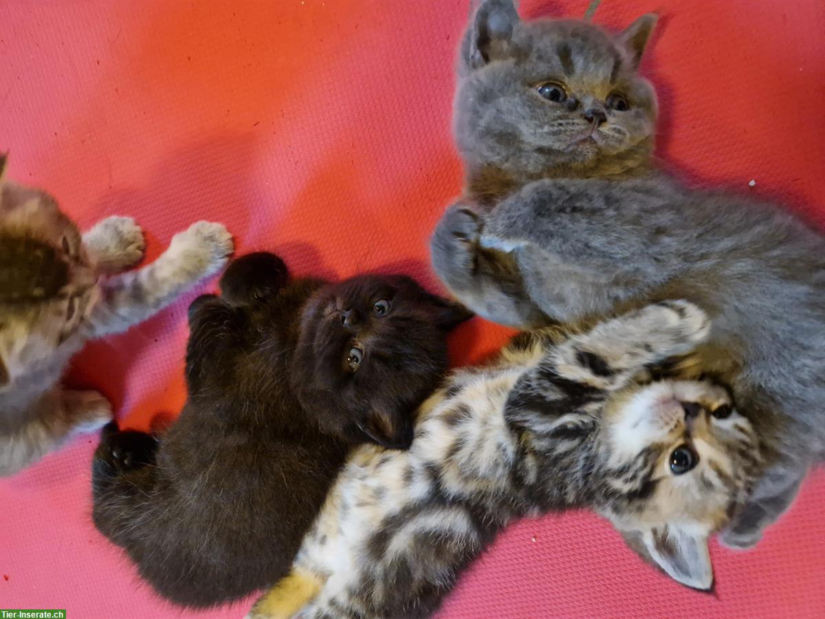 Bild 2: 2 British Shorthair Kitten, männlich und weiblich