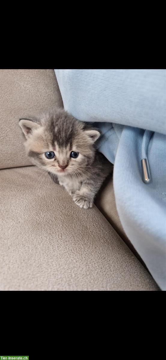 Bild 3: 2 British Shorthair Kitten, männlich und weiblich