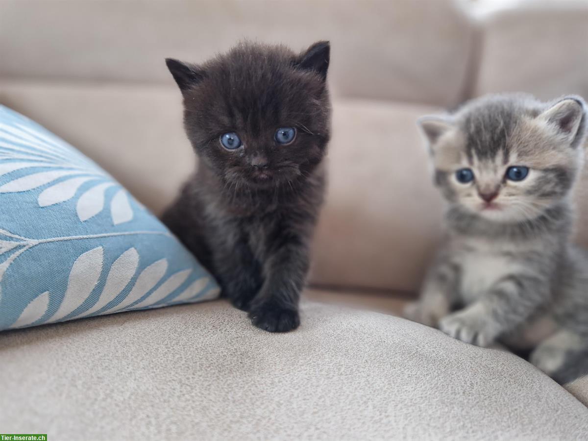 Bild 4: 2 British Shorthair Kitten, männlich und weiblich