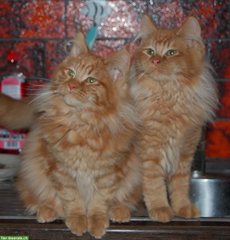 Maine Coon Kitten ohne Ahnentafel