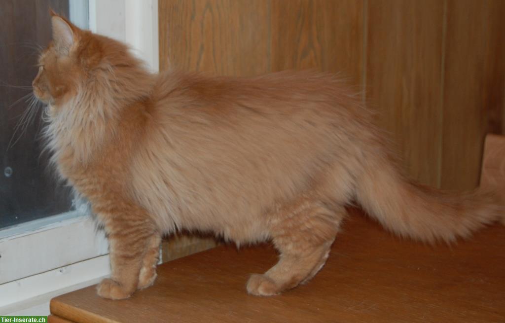 Bild 6: Maine Coon Kitten ohne Ahnentafel