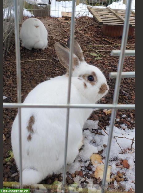 2 Zwergkaninchen Brüder, Lilo & Flip suchen ein Zuhause