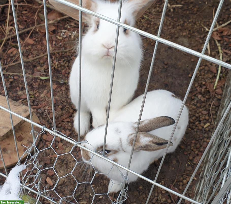 Bild 3: 2 Zwergkaninchen Brüder, Lilo & Flip suchen ein Zuhause