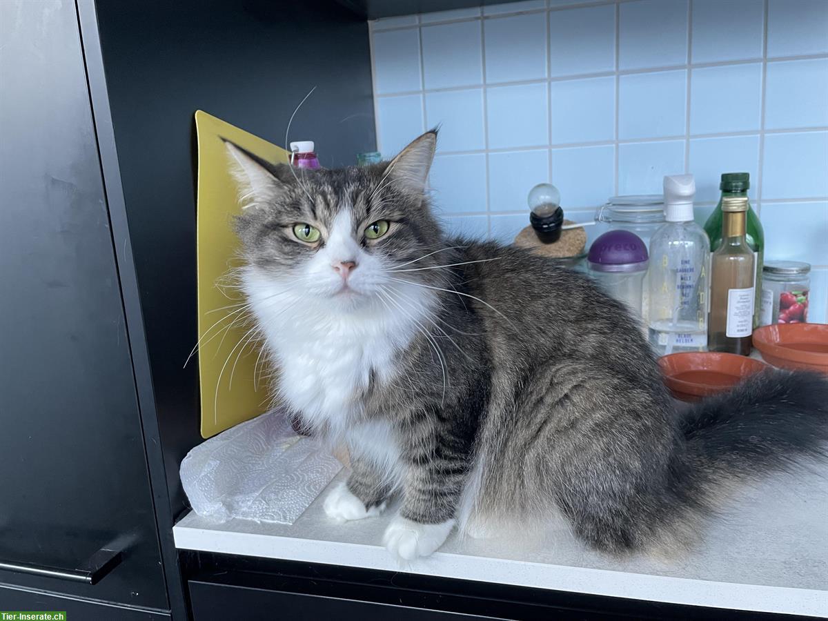 Bild 2: Sibirische Katze, weiblich sucht ihr Zuhause