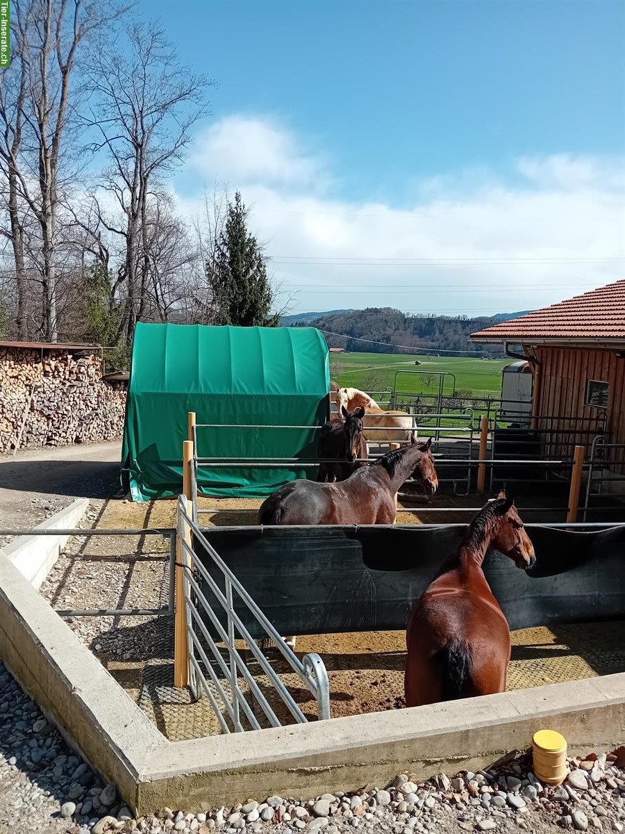 Bieten freie Auslaufbox im Gürbetal