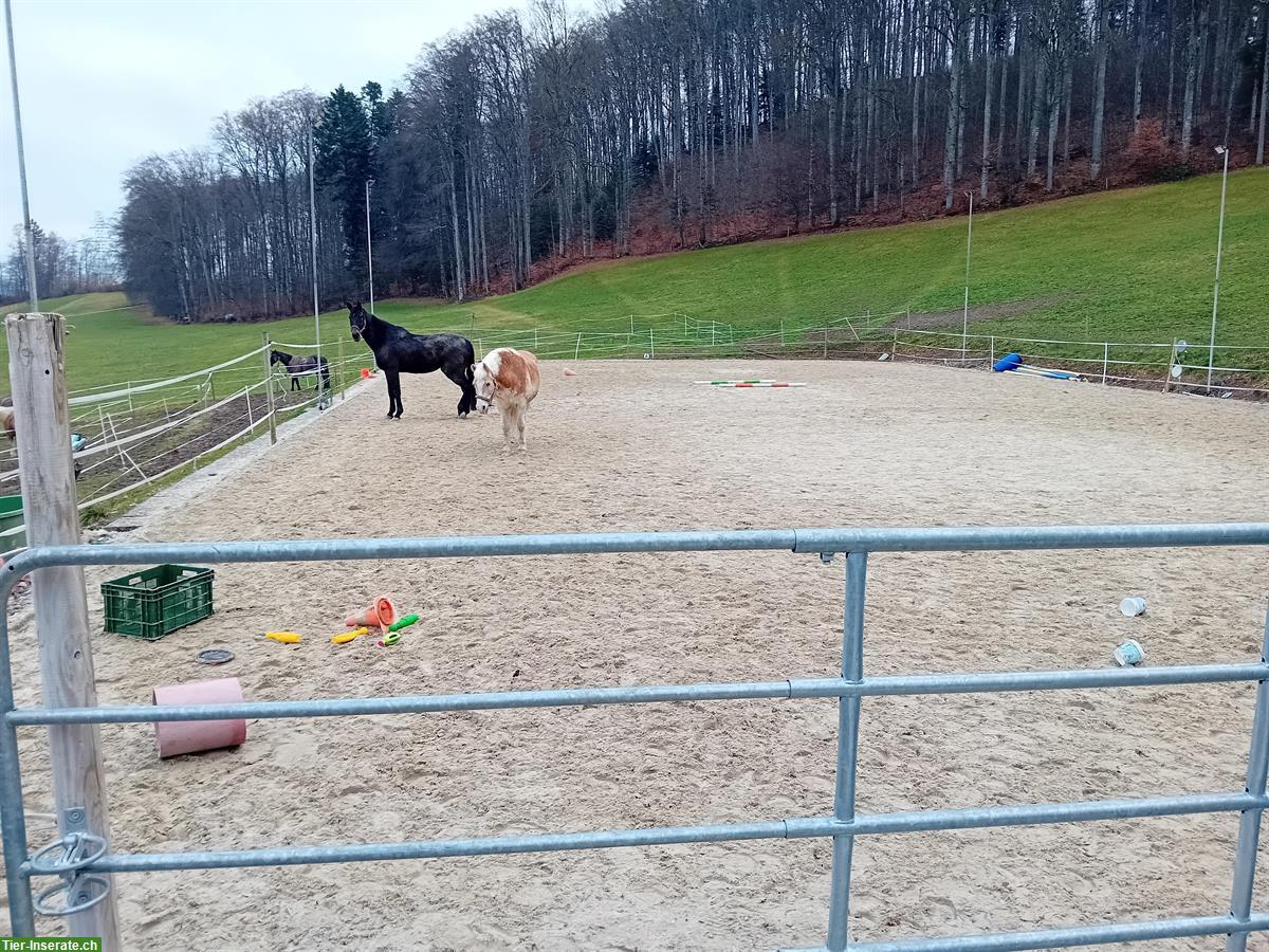 Bild 10: Bieten freie Auslaufbox im Gürbetal