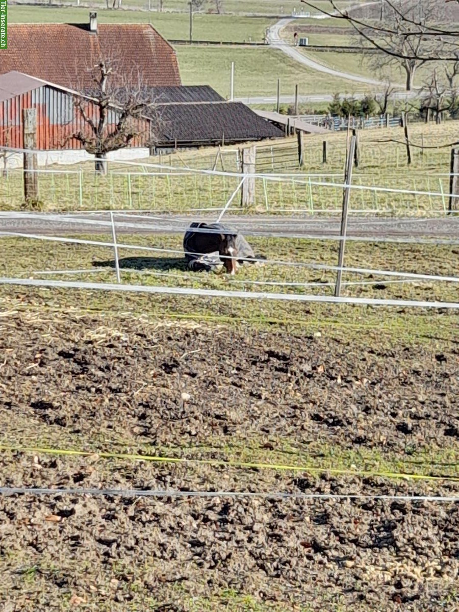 Bild 2: Bieten freie Auslaufbox im Gürbetal