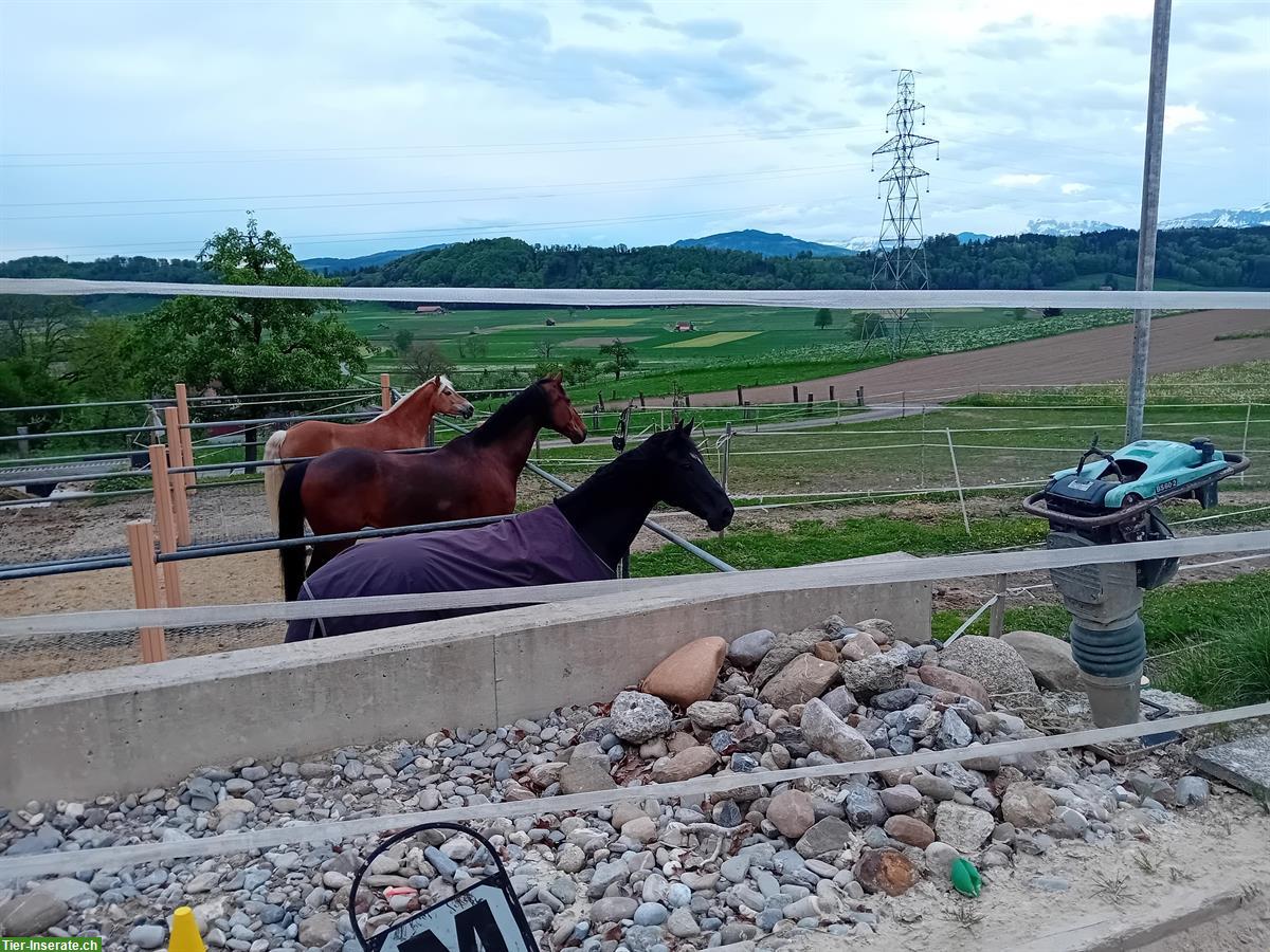 Bild 8: Bieten freie Auslaufbox im Gürbetal