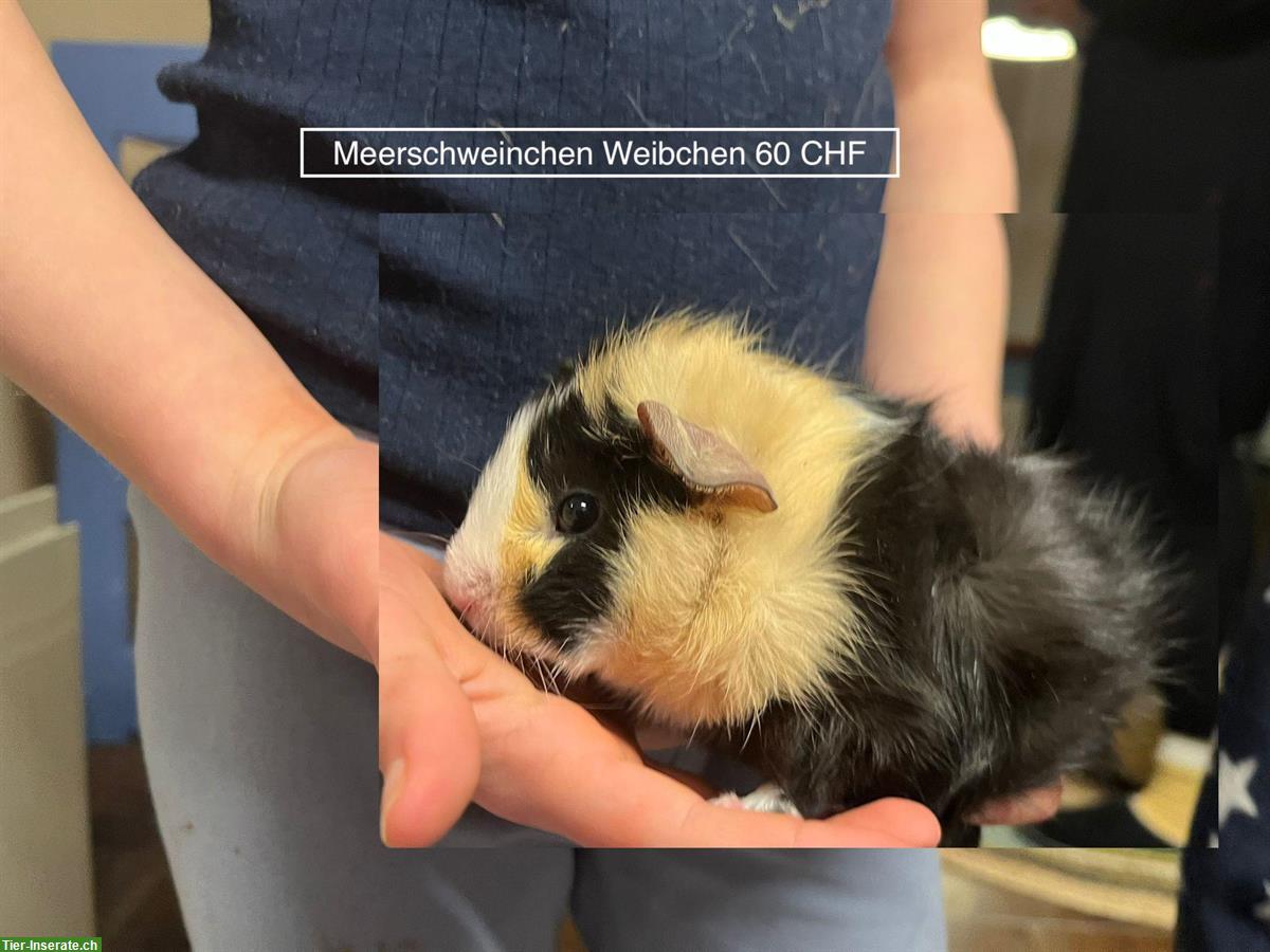 Junge Meerschweinchen zu verkaufen