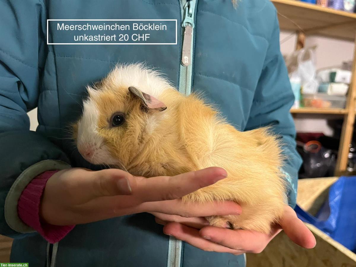 Bild 2: Junge Meerschweinchen zu verkaufen