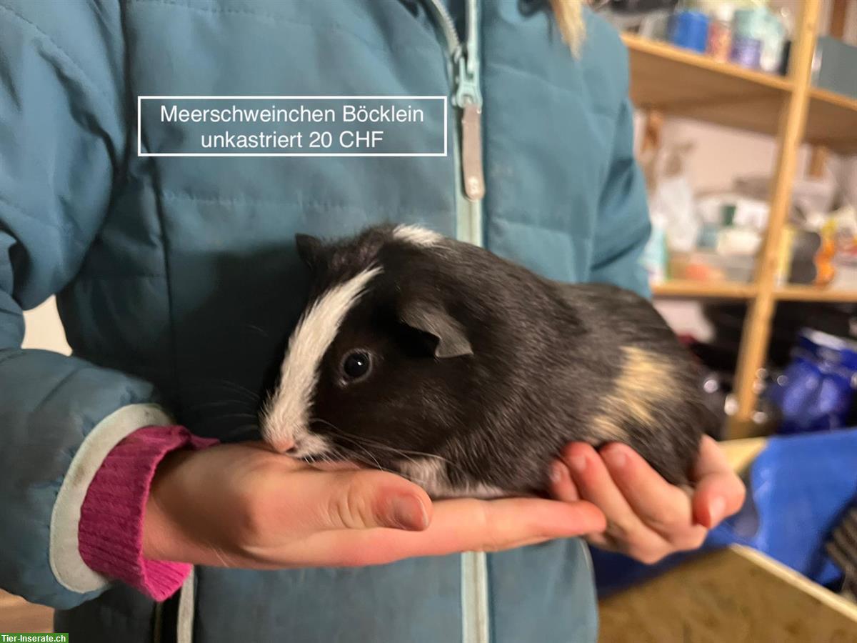 Bild 3: Junge Meerschweinchen zu verkaufen