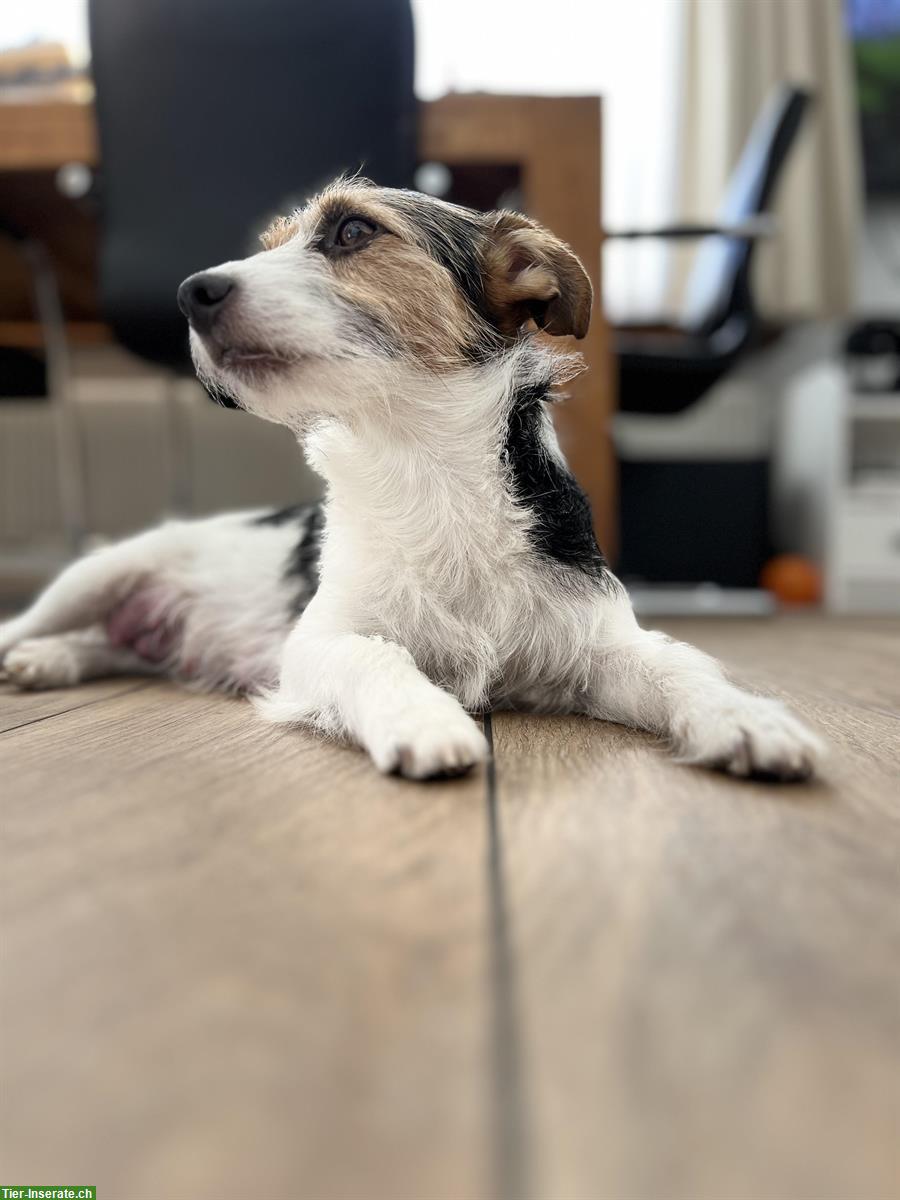 Bild 6: Jack Russell Terrier Welpen