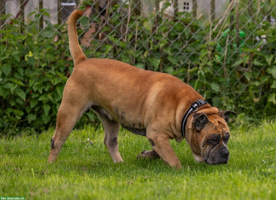 Gizmo, der anhängliche Bulldoggen Mischling Senior