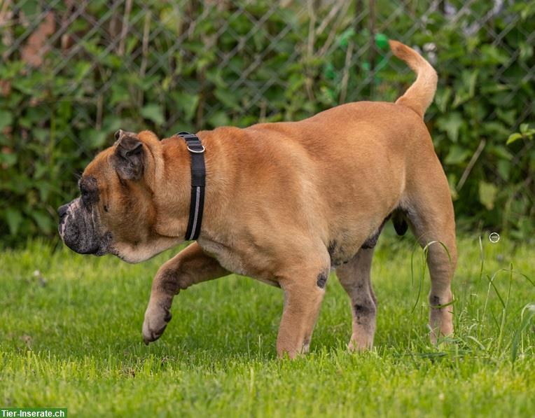 Bild 2: Gizmo, der anhängliche Bulldoggen Mischling Senior