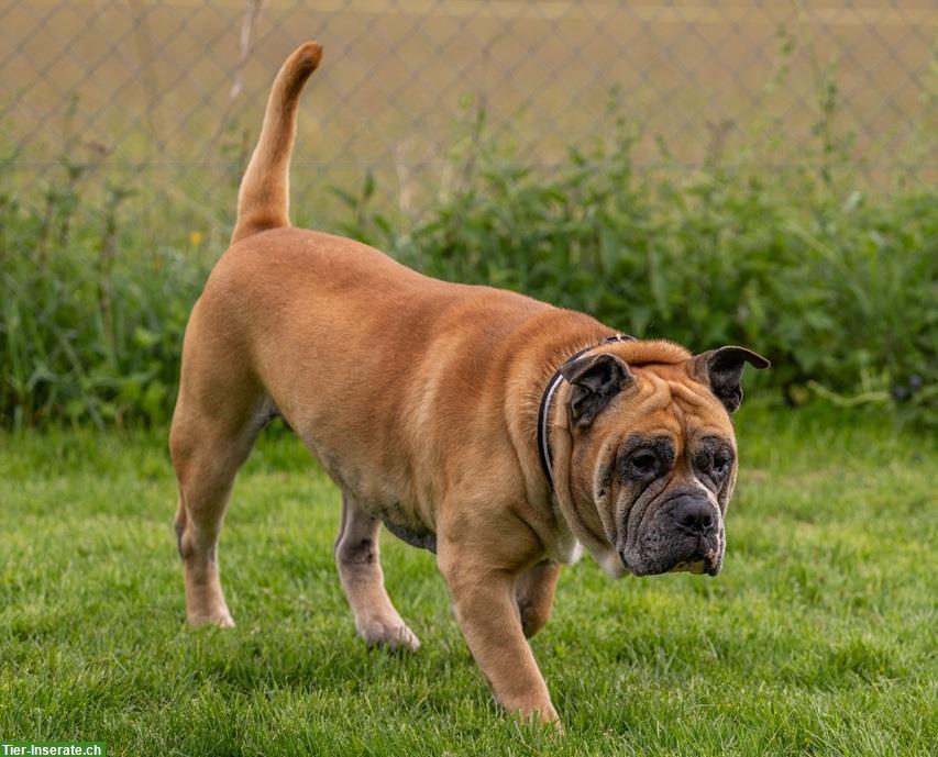 Bild 3: Gizmo, der anhängliche Bulldoggen Mischling Senior