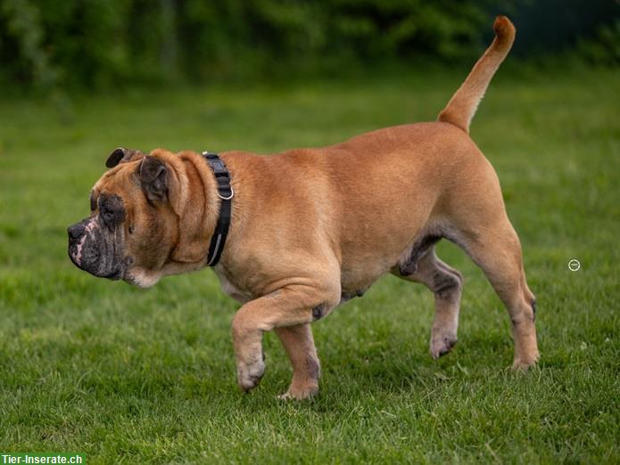 Bild 5: Gizmo, der anhängliche Bulldoggen Mischling Senior