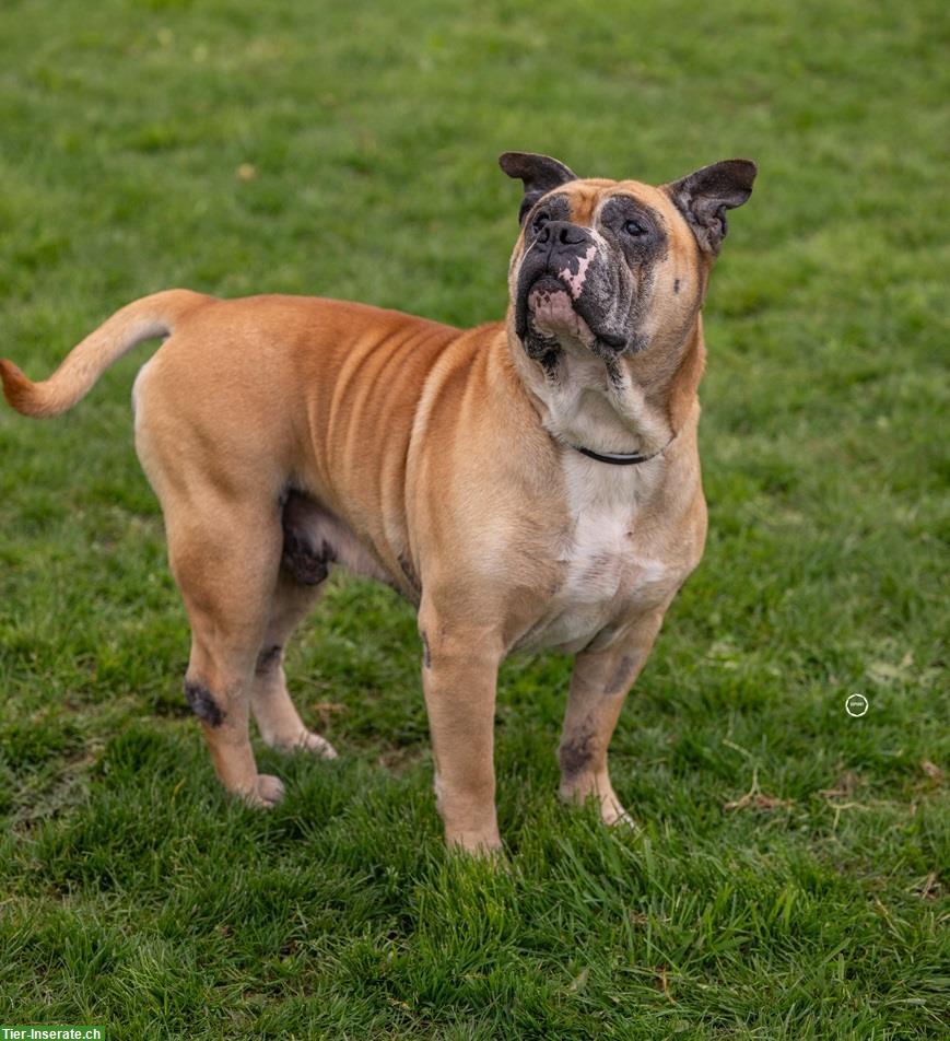 Bild 6: Gizmo, der anhängliche Bulldoggen Mischling Senior