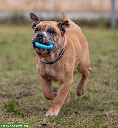 Bild 8: Gizmo, der anhängliche Bulldoggen Mischling Senior