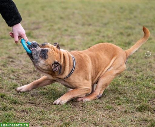 Bild 9: Gizmo, der anhängliche Bulldoggen Mischling Senior