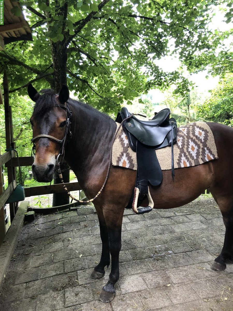 Gangpferd (Wallach) für Erfahrene