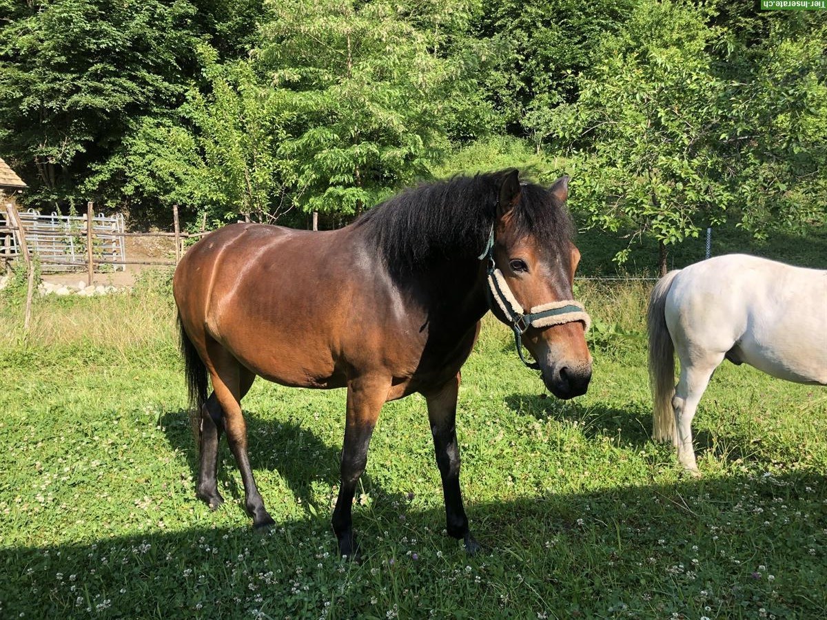 Bild 2: Gangpferd (Wallach) für Erfahrene