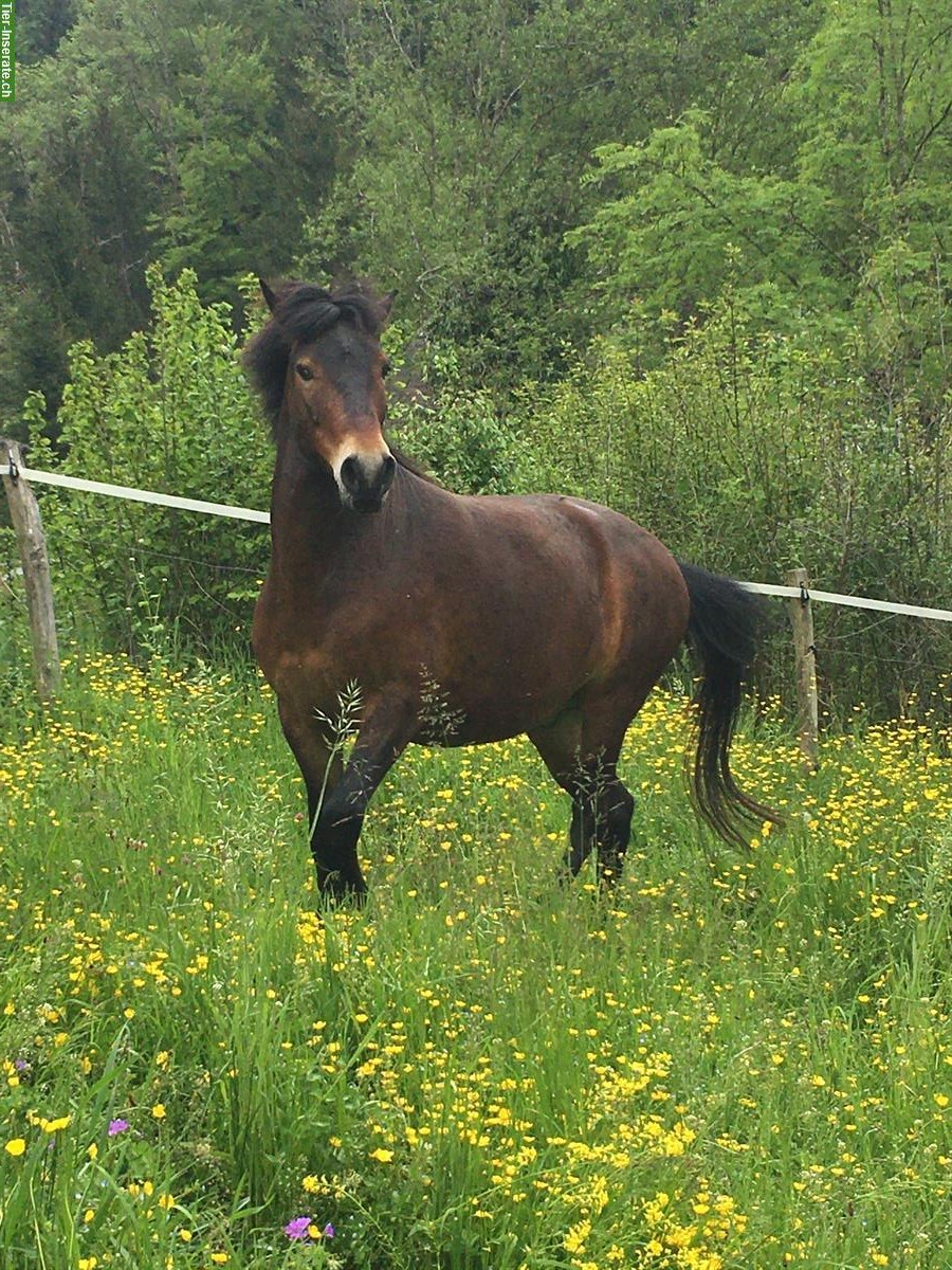 Bild 3: Gangpferd (Wallach) für Erfahrene