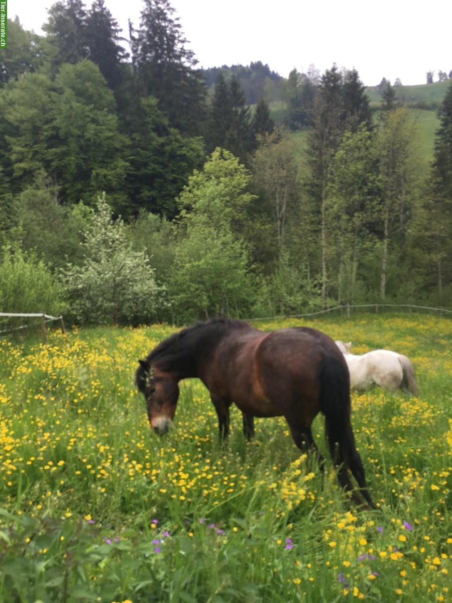 Bild 4: Gangpferd (Wallach) für Erfahrene