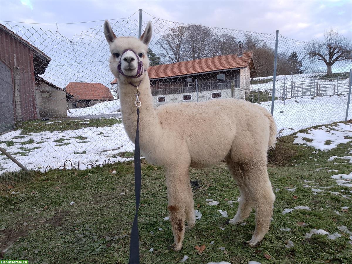 Bild 2: Alpaka als Wallach oder Hengst abzugeben