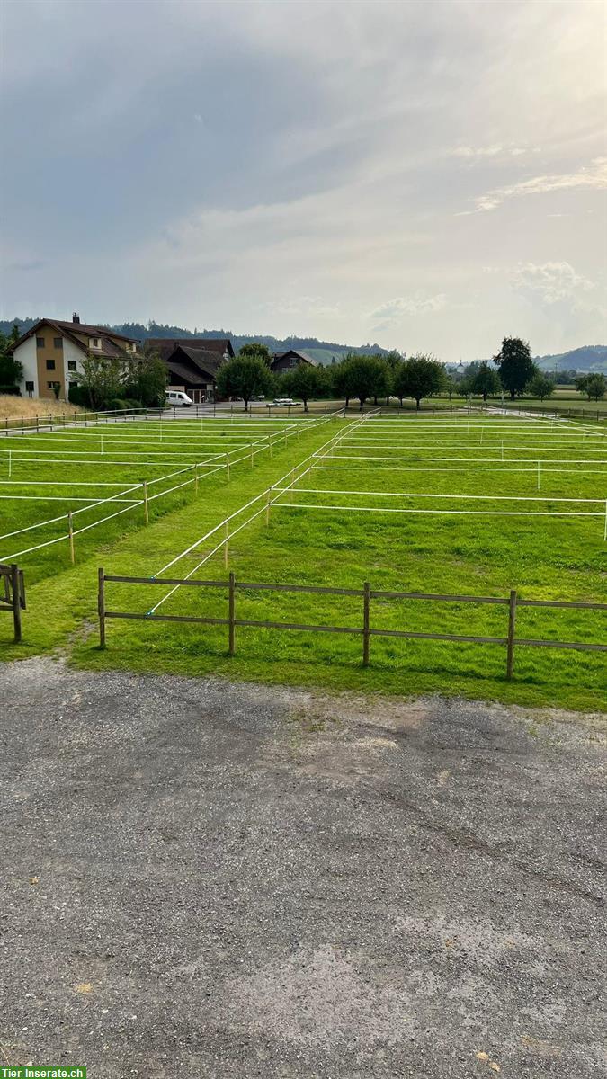 Bild 2: Auslaufboxen zu vermieten in Ettiswil LU