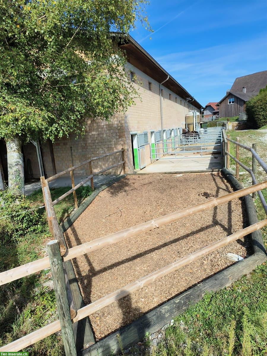 Bild 4: Auslaufboxen zu vermieten in Ettiswil LU