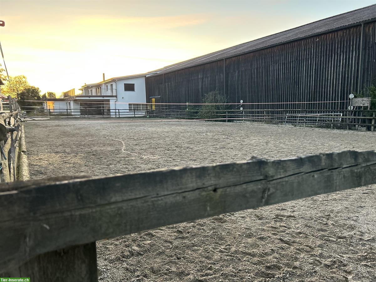 Bild 5: Auslaufboxen zu vermieten in Ettiswil LU