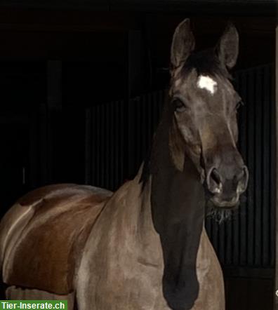 Reitbeteiligung für Warmblut Stute in Bottenwil AG