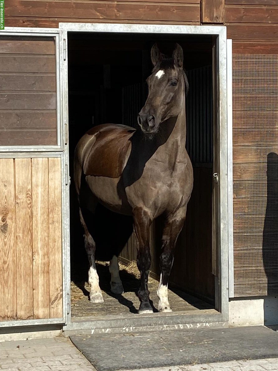 Bild 2: Reitbeteiligung für Warmblut Stute in Bottenwil AG