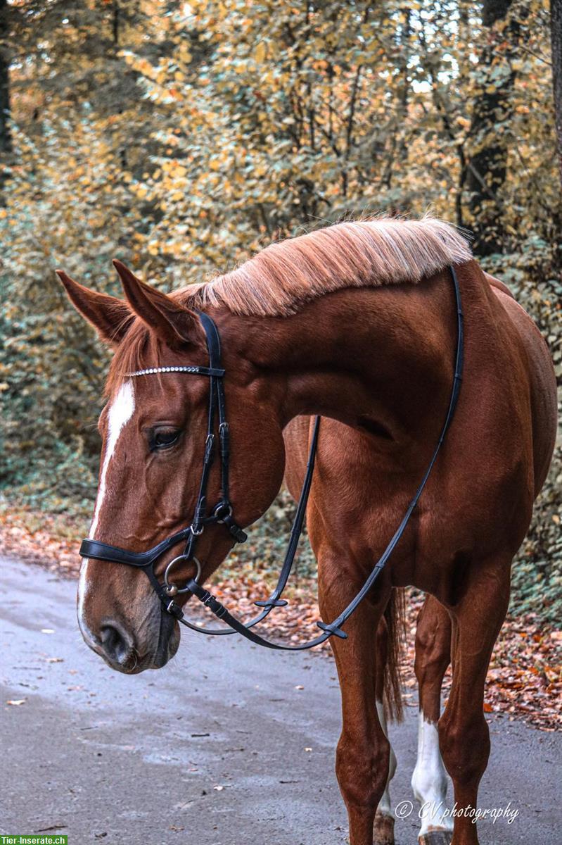 Biete Reitbeteiligung in Gurbrü, neben Kerzers