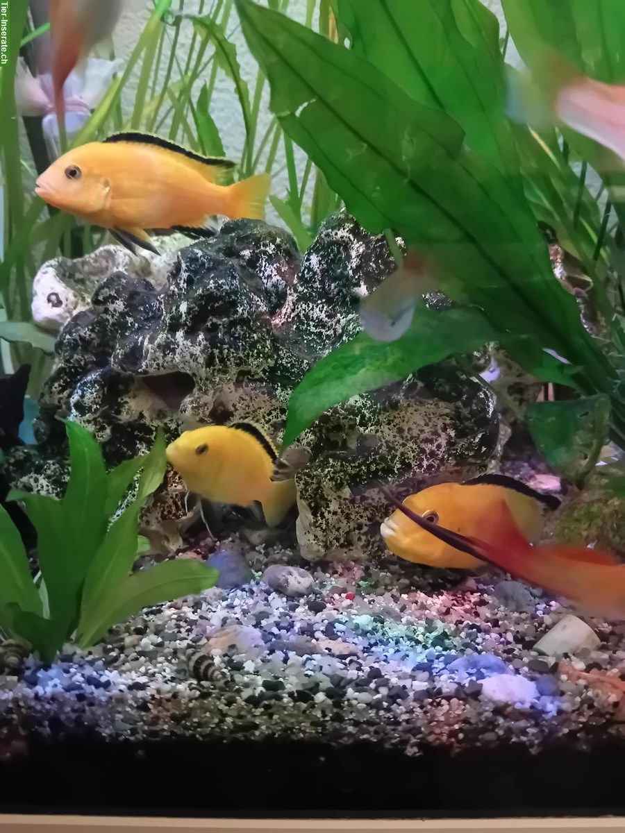 Labidochromis Yellows zu verkaufen