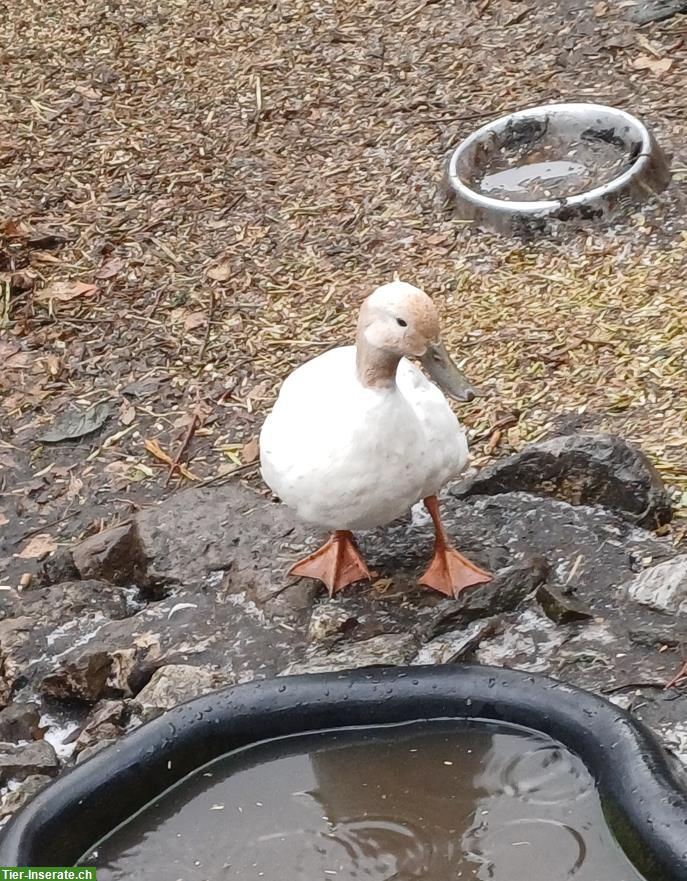 Bild 6: Indische Laufenten zu verkaufen