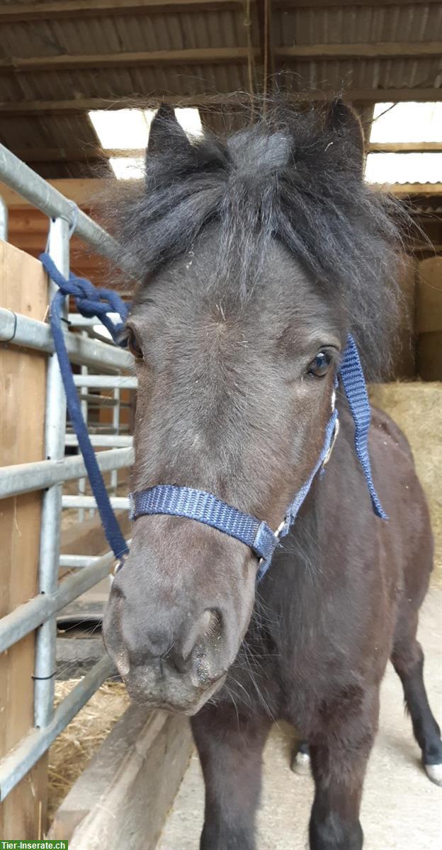 Verschmuste Pony Stute sucht ponygerechtes Zuhause